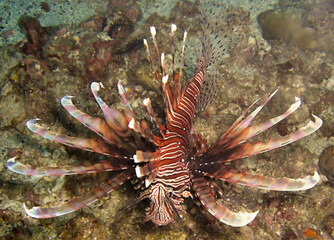 Fototapeta na wymiar Lion fish (Pterois Volitans) in the filipino sea November 29, 2010