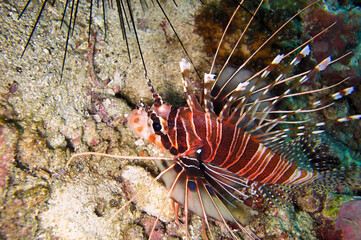 Lion fish (Pterois Volitans) in the filipino sea December 14, 2011