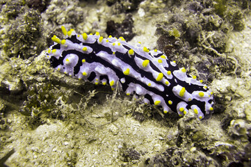 Sea Slug or Nudibranch (Phyllidia Varricosa) in the filipino sea January 9, 2012