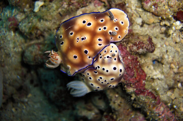 Sea Slug or Nudibranch (Risbecia Tryoni) in the filipino sea December 31, 2010
