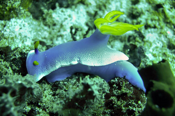 Sea Slug or Nudibranch (Hypselodoris Apolegma) in the filipino sea December 21, 2011