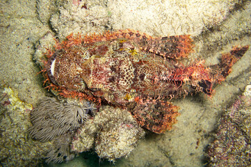 Tasseled Scorpionfish (Scorpaenopsis Oxycephala) in the filipino sea December 2, 2010