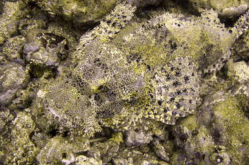 Tasseled Scorpionfish (Scorpaenopsis Oxycephala) in the filipino sea December 30, 2010