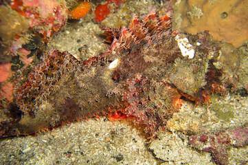 Fototapeta na wymiar Tasseled Scorpionfish (Scorpaenopsis Oxycephala) in the filipino sea December 31, 2010