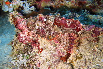 Fototapeta na wymiar Tasseled Scorpionfish (Scorpaenopsis Oxycephala) in the filipino sea December 18, 2011