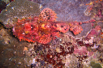 Tasseled Scorpionfish (Scorpaenopsis Oxycephala) in the filipino sea December 20, 2011