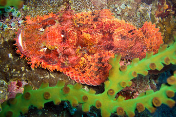 Tasseled Scorpionfish (Scorpaenopsis Oxycephala) in the filipino sea December 20, 2011