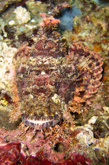 Naklejka na ściany i meble Tasseled Scorpionfish (Scorpaenopsis Oxycephala) in the filipino sea January 1, 2012