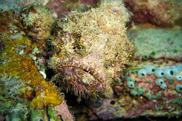Fototapeta na wymiar Stone fish (Synanceia Verrucosa) in the filipino sea January 13, 2012