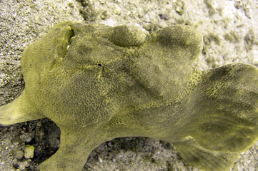 Frog Fish (Antennarius) in the filipino sea December 16, 2010