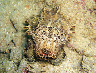 Cuttlefish in the filipino sea January 19, 2012
