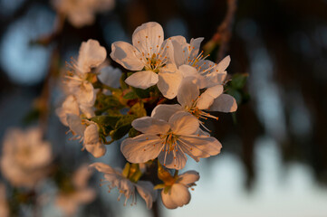 autumn leaves in the snow