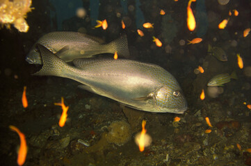 Unknown Fish in the filipino sea December 14, 2011