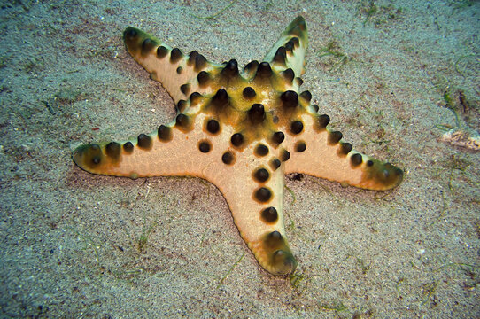 Honeycomb Seastar (Pentaceraster Alveolatus) in the filipino sea January 20, 2012