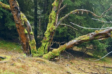 Trunks of an old moss-covered tree.