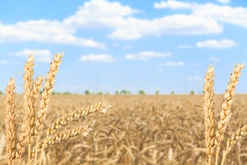 Wheat Rye Field, Ears of wheat. Harvest and harvesting concept. Ripe barley
