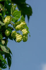 Common hop (Humulus lupulus) growing in the garden. Female cones on the branch. Close up. Detail.