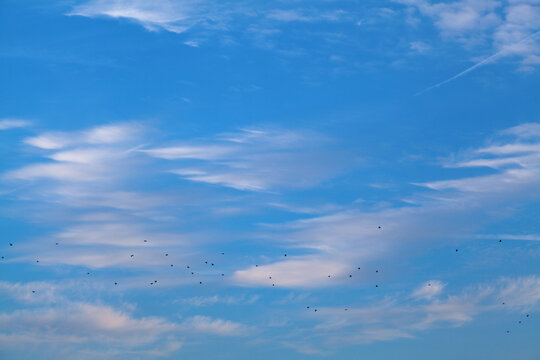 Blue sky with clouds and birds