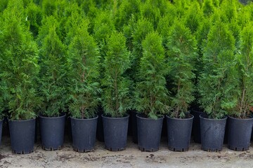 Slender rows of pots with green seedlings of thuja smaragd