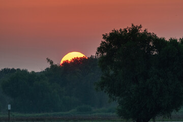 Sun peeking up from behind trees in the golden hour