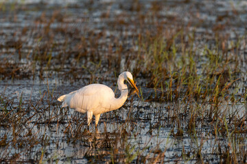 Fototapeta premium White Egret standing in a marsh with a fish in its beak