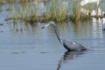 Little Blue Heron wading in a lake as it searches for food