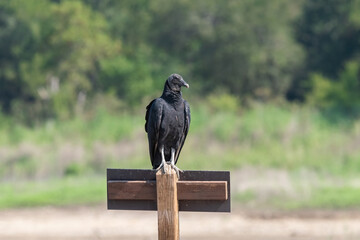 Black Vulture perched on a wooden sign near the woods