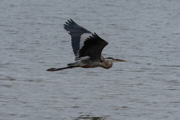 Great Blue Heron flying over the water of a lake