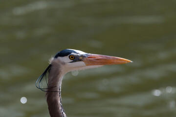 Closeup profile of a Great Blue Heron by green lake