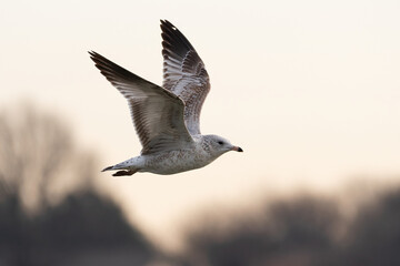 Laughing Gull flying through they sky in the golden hour