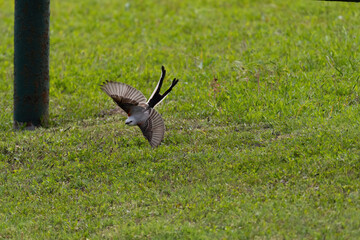 Scissor-tailed Flycatcher diving after insect over grass