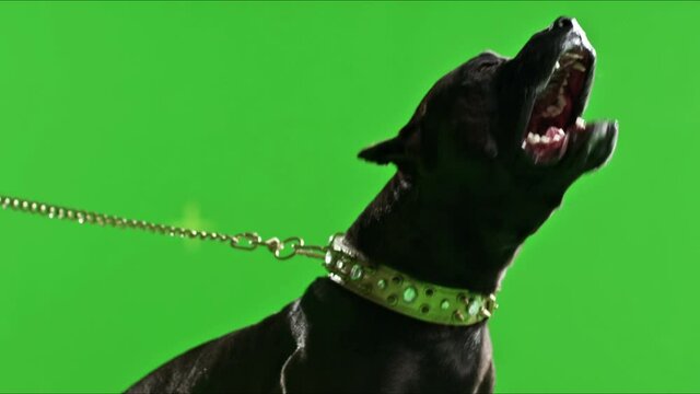 3K Real black pit bull dog barking. Green screen chroma key. Close up. Slow Motion. Shot on RED EPIC Cinema Camera.