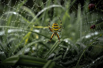 Morgentau mit Wespenspinne und Spinnennetz