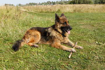 German shepherd dog lying on a green lawn. A wooden stick lying next to it.