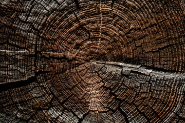 Fototapeta premium end of an old log in a wooden building structure