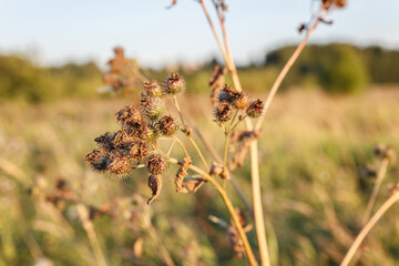 Dry burdock flower. Greater burdock. Arctium lappa