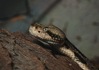 snake head in tank