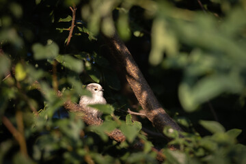 Long-tailed tit or long-tailed bushtit (Aegithalos caudatus)