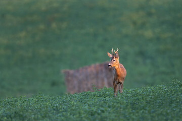 Roe deer Capreolus capreolus in natural habitat. Roe buck standing and looking at camera 