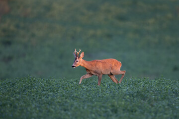 Roe deer buck (Capreolus capreolus) walking through lucerne grass field © AlexandruPh