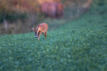 Roe deer Capreolus capreolus walking through tall lucerne grass