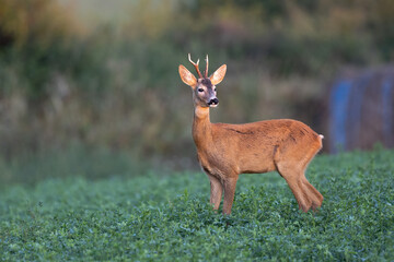 Roe deer Capreolus capreolus standing