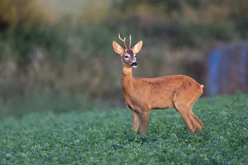 Fototapeten Rehe Roe deer Capreolus capreolus standing  © AlexandruPh