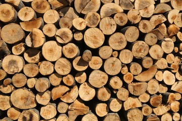 Möbelaufkleber Trunks of oak and beech. Log piles, logging woodworking industry.  © Brylynskyi