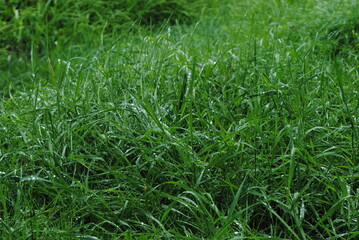 grass