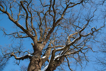 branches of the oak tree under the snow 
