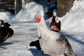 Winter in the village. Two birds near snowdrifts