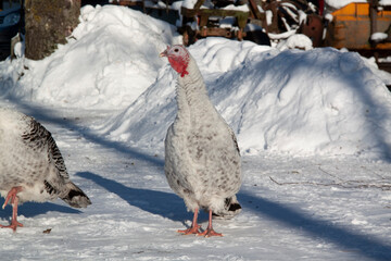  white turkey near the snowdrift