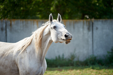 Funny portrait of a snorting horse. Grey horse smiles and shows teeth