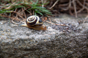 snail on a stone